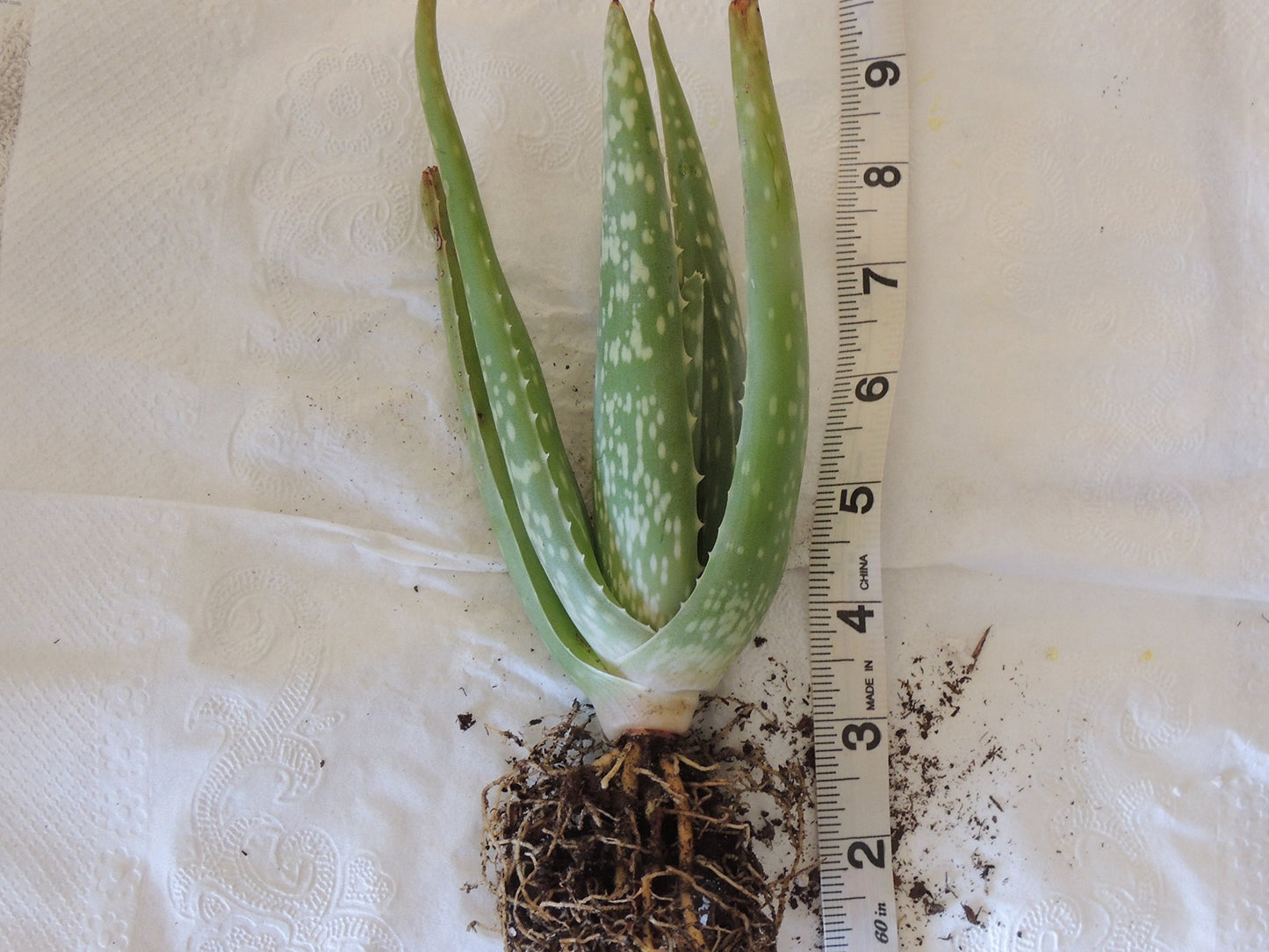 Two Healthy Strong Aloe Vera Plants 10-12 Inches Tall
