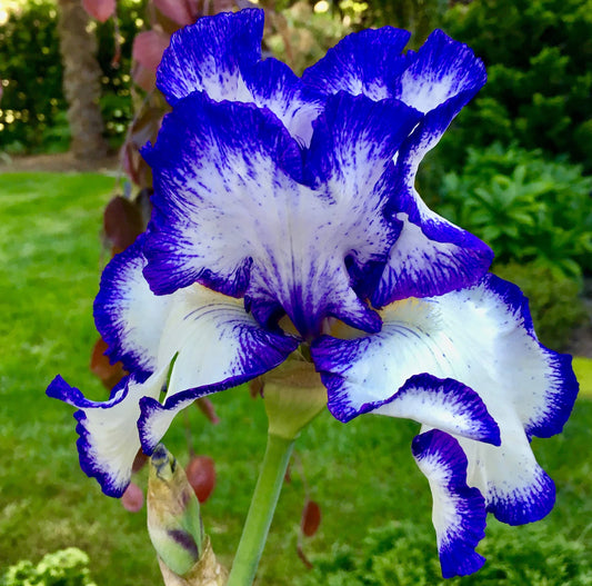Attractive Presby's Crown Jewel Bearded Iris, Germanica Iris Bulb, Root, Plant