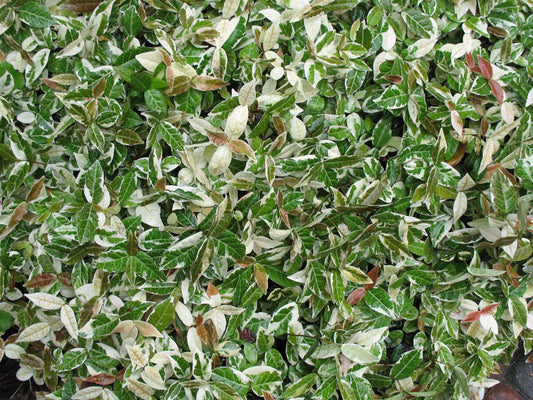 Jasmine Asiatic Variegated Plants | 30 Live 4 Inch Pots | Trachelospermum Asiaticum 'Variegata' | Fragrant Ground Cover | Evergreen Vine