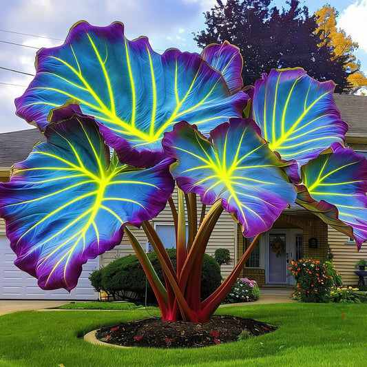 FEWSDVBX Elephant Ear Beautiful Assortment for Outdoor Garden Landscapes,Ideal for Home Gardens & Patios (6)