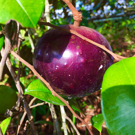 Live Plant - Star Apple (Chrysophyllum Cainito) Tropical Fruit Tree 2′-3′