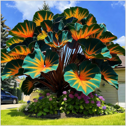 BGNIORT Elephant Ear for Planting - Mix Colors,Landscape Design for Outdoors Indoors,Easy Grow Low Maintenance (6)
