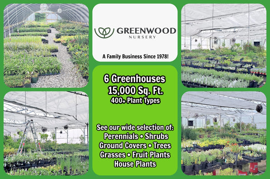 Greenwood Nursery: Live Perennial Plants - Firewitch + Dianthus Gratianopolitanus - [Qty: 2X 3.5 Pots] - (Click for Other Available Plants/Quantities)