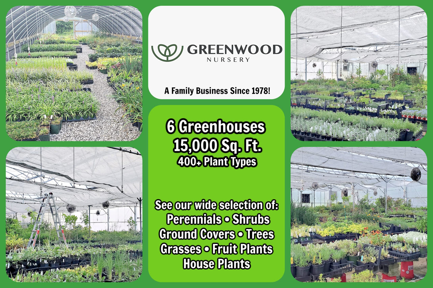 Greenwood Nursery: Live Perennial Plants - Orange Trumpet Creeper Vine + Campsis Radicans - [Qty: 1x Pint Pot] - (Click for Other Available Plants/Quantities)