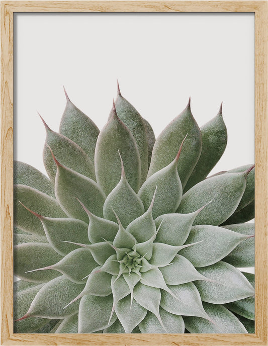 SIGNWIN Framed Desert Succulent Wall Art, Close Up Echeveria Green Flower Wall Decor Prints, Nature Wilderness Wall Décor for Living Room, Bedroom - 12"x16" Natural