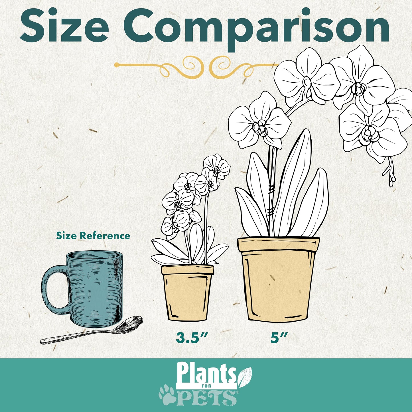 Large White Live Orchids Blooming in 5" Blue & White Orchid Pot, Pet Friendly Live Plant Gifts for Plant Lovers, Approx. 22"+ Tall, Real Houseplants, Phalaenopsis Moth Flowers by Plants for Pets