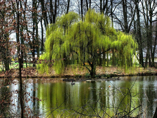Live Plant - Weeping Willow Tree - 24-36" Tall - Live Plant - Bareroot - Salix babylonica