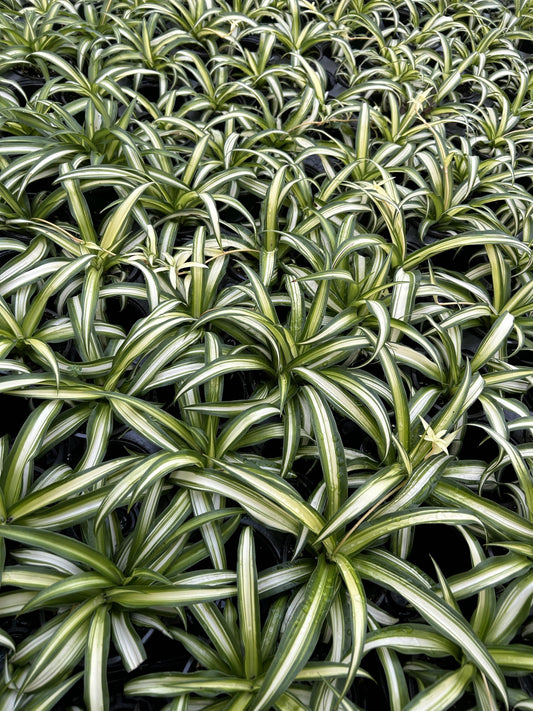 Spider Plants Live House Plants ~ Collectors Pack 6 Varieties ~ Airplane, Reverse, Hawaiian, Bonnie Curly, OG Green and Reg Green - 12 Live Starter Plants