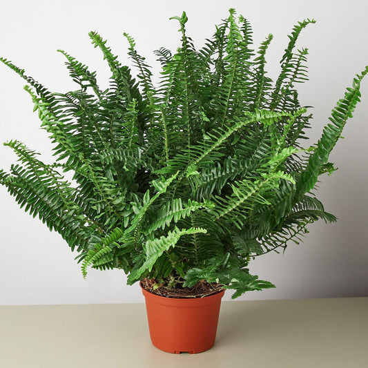 Jester's Crown Fern | Live Plant for Indoor & Outdoor | for Living Room, Office, Bathroom | (6" Pot)