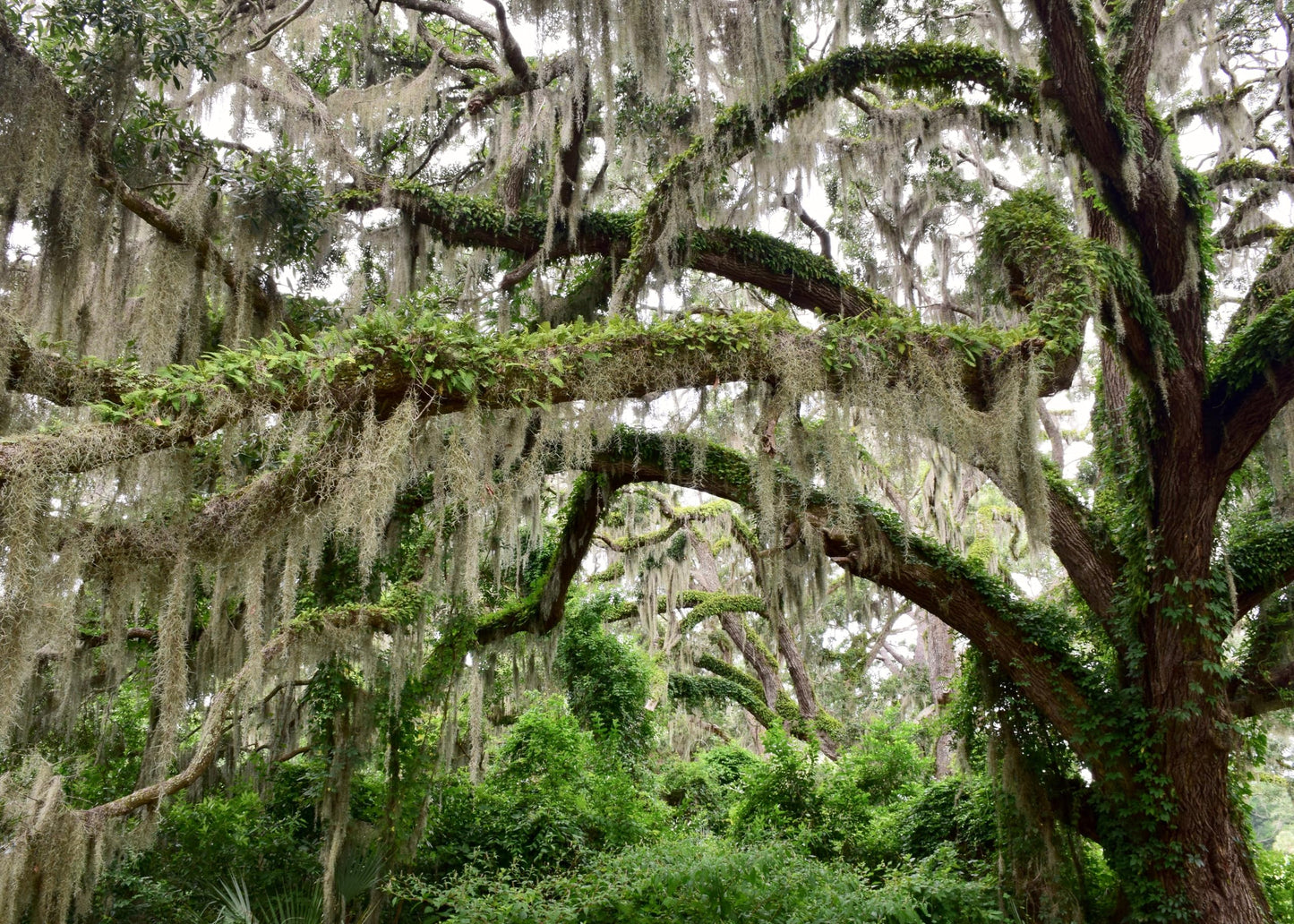 ragnaroc Tillandsia Usneoides ‘Thick-Colombian Spanish Moss’ - ragnaroc Indoor Tropical Plant 16” / 1 oz - Live Arrival Guaranteed - Live Air Plant & House Plants for Home Decor & Gift