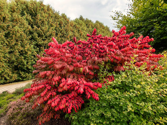 Greenwood Nursery: Live Shrub Plants - Dwarf Burning Bush + Euonymus Alatus - [Qty: 1x 3.5 Pot] - (Click for Other Available Plants/Quantities)