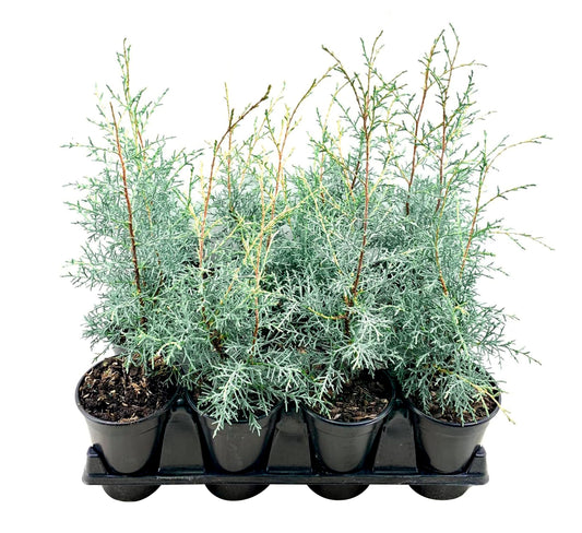 Carolina Sapphire | 10 Live Quart Size Plants | Cupressus arizonica 'Carolina Sapphire' | Fast-Growing Privacy Trees | Evergreen Landscape Screening Plants