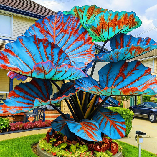 FEWSDVBX Elephant Ear- Mix Color/Tropical Foliage/Excellent Display/Easy Grow for Outdoor Gardens (6)