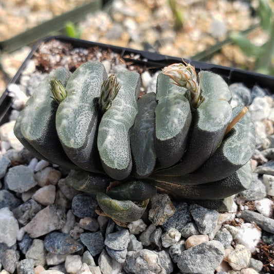 Haworthia Truncata Cacti Cactus Succulent Real Live Plant