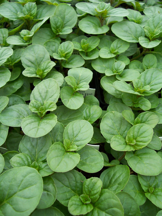 Clovers Garden Orange Mint Herb Plants- Two (2) Live Plants - Non-GMO - Not Seeds -Each 4"-8" Tall- in 4 Inch Pots, Frangrant, Great Filler