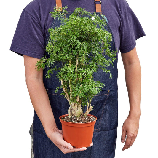 Aralia Ming Stump Plant | Live Plant for Indoor & Outdoor | for Living Room, Office, Bathroom | (6" Pot)