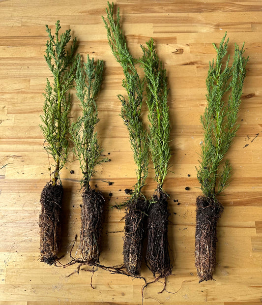 5 Live Giant Sequoia Tree Sapling (Approx. 1'-1.5' Tall)- Nature’s Giant in Your Backyard