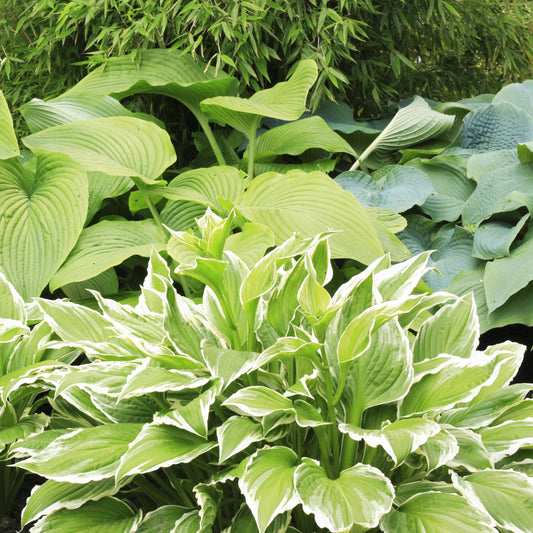 5 Pack Hosta by the Handful Variety Pack, Bareroot, Dormant, Shade Perennial (5 Bareroots)