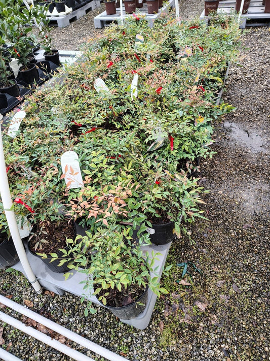 Live Plant - Gulf Stream Nandina Heavenly Bamboo - Live Plant - Full Gallon Pot