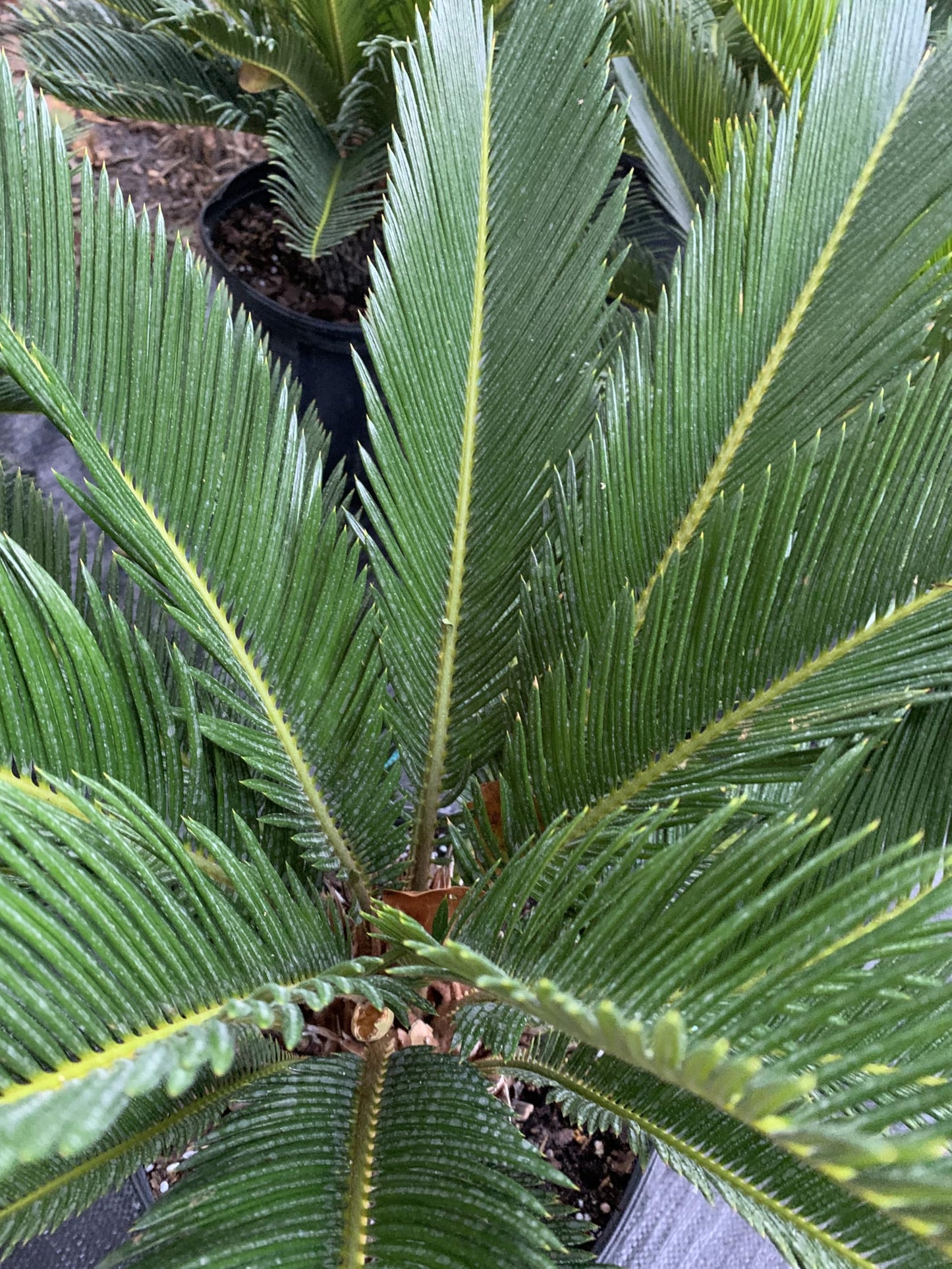 Eddies Acres King Sago Cycad Palm Live Plant, 3 Gallon Grower Pot, 12-18 inches Tall NO Shipping to California