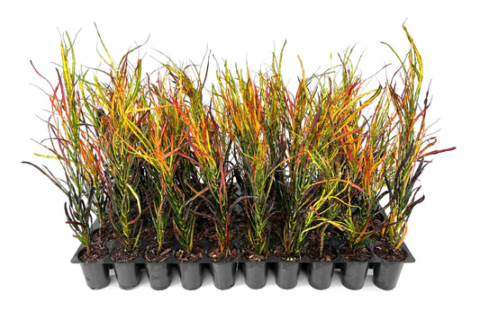 Croton Picasso's Paintbrush Variegated | 10 Live Plants | Codiaeum Variegatum | Bright Foliage, Indoor Houseplant, Easy Care, Tropical Decor, Air Purifying, Colorful Leaves, Low Maintenance