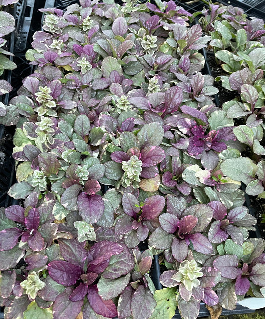 Burgundy Glow Ajuga 48 Plants - Carpet Bugle - Very Hardy -1 3/4" Pots