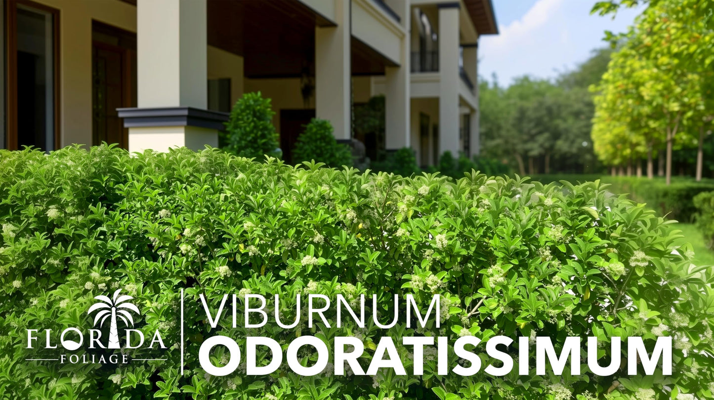 Viburnum Odoratissimum | 3 Live Plants | Fast Growing Shrub, Dense Evergreen Foliage, Fragrant White Flowers, Privacy Hedge, Low Maintenance, Drought Tolerant, Year-Round Interest