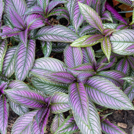 Clovers Garden Persian Shield (Strobilanthes) Plants Two (2) Live Plants – Non-GMO - Not Seeds - Each 4" to 8" Tall – in 4" Inch Pots - Exotic Foliage, Low Maintenance
