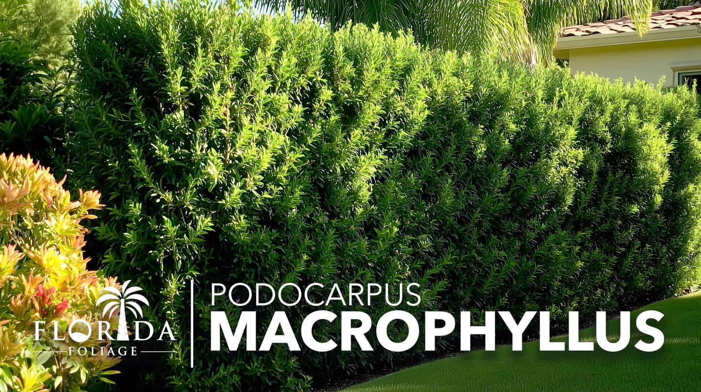 Podocarpus Macrophyllus Japanese Yew | 3 Live Plants | Podocarpus macrophyllus | Privacy Hedge Shrub | Evergreen Landscaping Plants for Gardens & Borders