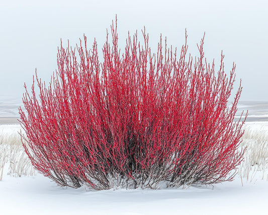 Bright Red Dogwood Cuttings to Plant - No Roots, Easy to Grow - Grow Red Dogwood Bushes, Winter Glory Dog Bush (10 Cuttings)