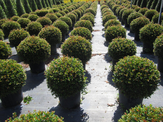 RedCrocus - RedCrocus Dwarf Brush Cherry Eugenia myrtifolia 'Globulus' — Evergreen Shrub, Compact, Ideal for Hedges, Containers & Landscape, Pollinator Friendly 10" Pot
