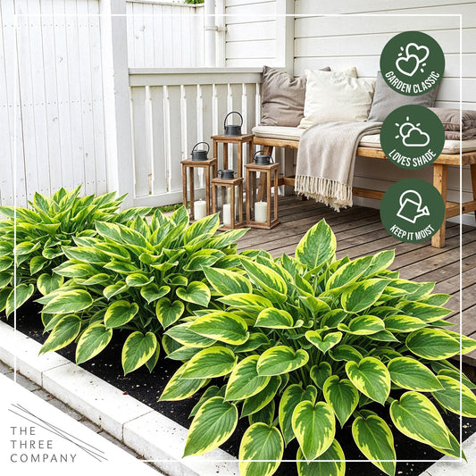 Live Perennial Hosta - Yellow Polka Dot Bikini (3 Plants Per Pack) Beautiful Accent Plant, 10" Tall by 4" Wide in 1 Qt Pot