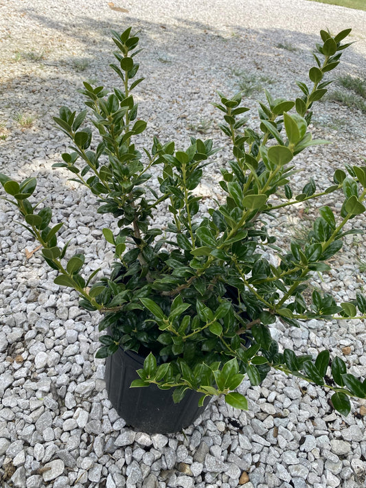 Dwarf Burford Holly Shrub, Dark Green Evergreen, 3 Gallon, Drought Tolerant, for Garden Landscape