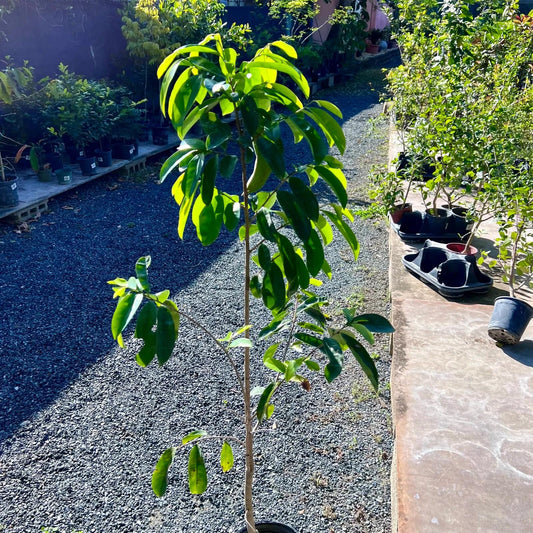 Live Plant - Golden Yellow Soursop (Annona muricata) Live Fruit Tree 2′-3feet