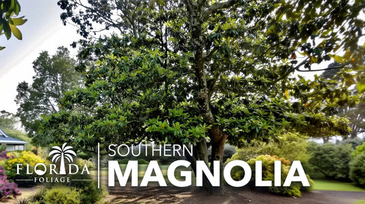 Southern Magnolia Grandiflora | 3 Live Trees | Beautiful Evergreen Specimen Plant Fragrant Blooms