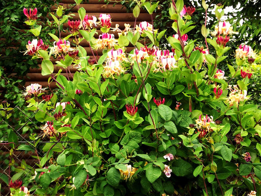 Greenwood Nursery: Live Shrub Plants - Winter Honeysuckle + Lonicera Fragrantissima - [Qty: 5X 3.5 Pots] - (Click for Other Available Plants/Quantities)