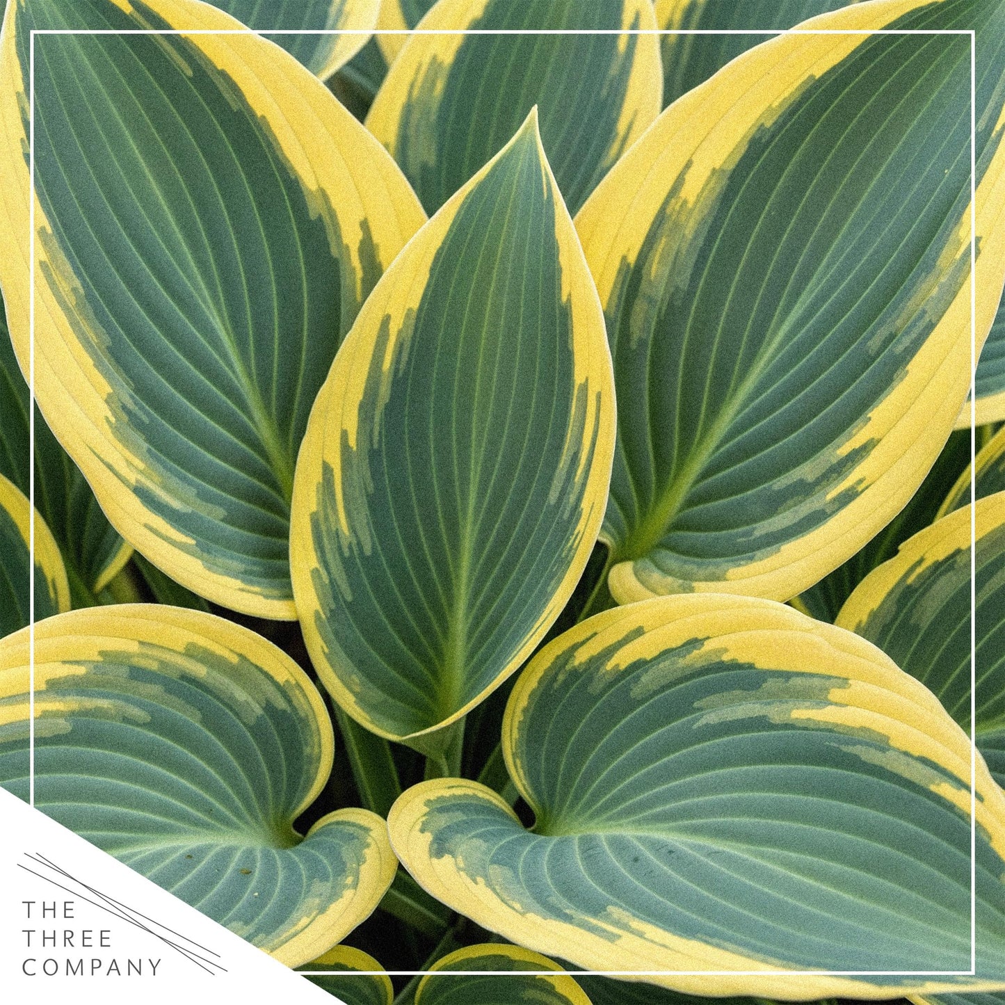Live Perennial Hosta - First Frost (3 Plants Per Pack) Beautiful Accent Plant, 10" Tall by 4" Wide in 1 Qt Pot