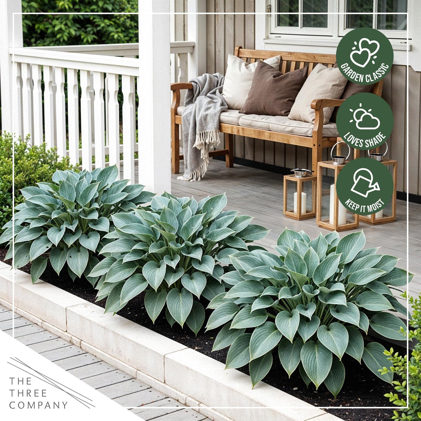 Live Perennial Hosta - Blue Cadet (3 Plants Per Pack) Beautiful Accent Plant, 10" Tall by 4" Wide in 1 Qt Pot