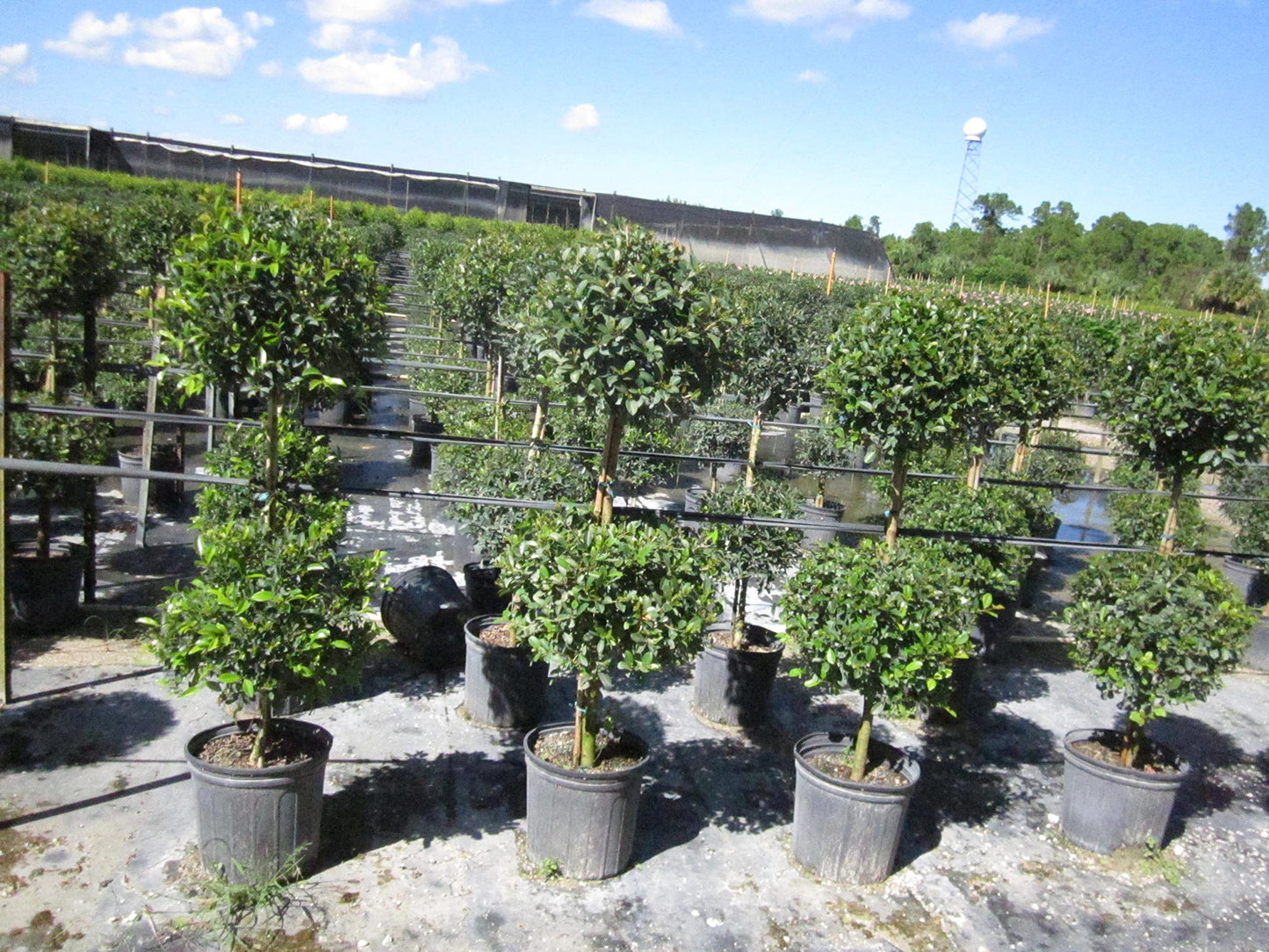 Eugenia 2 Ball Topiary - 3 Live Plants in 6 Inch Pots - 1-2 Foot Tall - Eugenia Myrtifolium - Beautifully Pruned Outdoor Topiary for Patios and Outdoor Decor