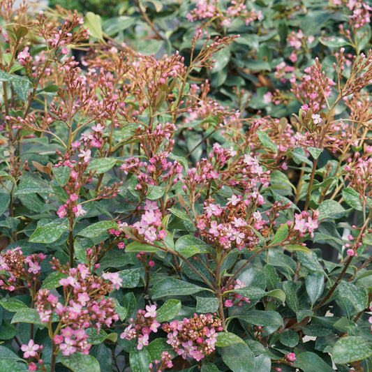 Proven Winners La Vida Grande Indian Hawthorn (Rhaphiolepis Indica) Live Plant, 4.5" Qt