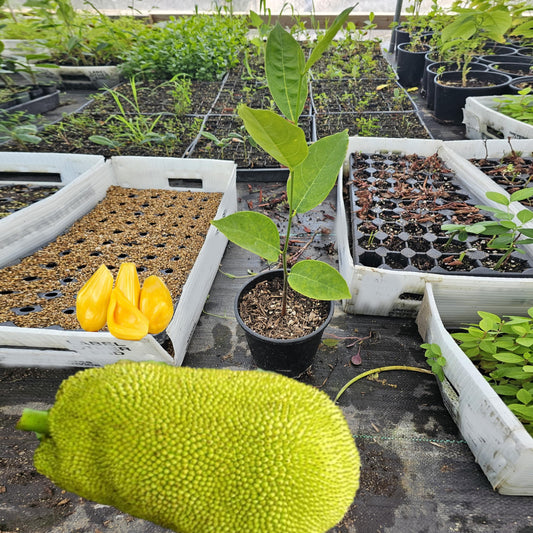 Green Bear Live Jackfruit Tree, Artocarpus Heterophyllus, Full Sun Growing, Edible Fruit Bearing Plant for Patio and Garden 1-2Ft Tall 1 Gallon Potted
