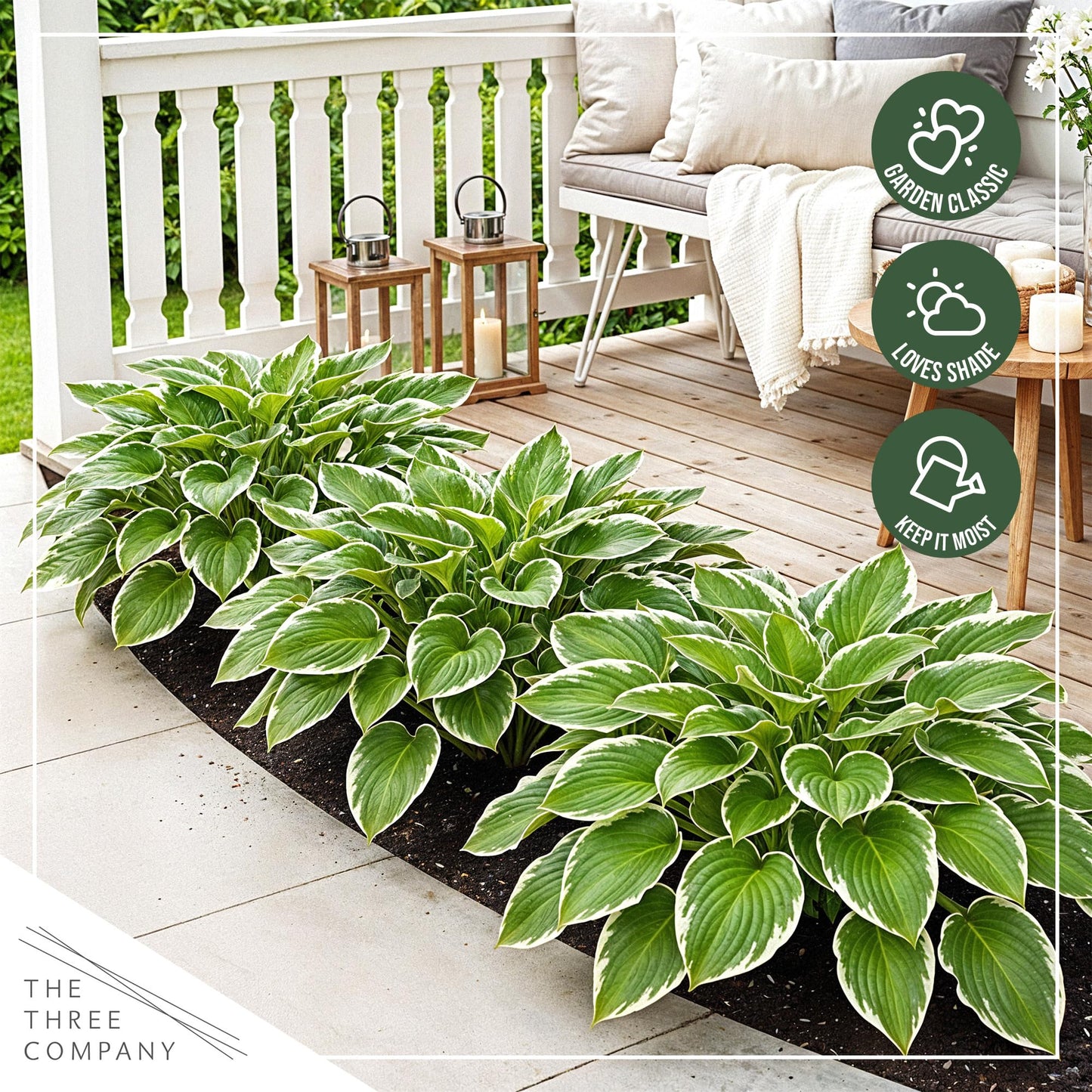 Live Perennial Hosta - So Sweet (3 Plants Per Pack) Beautiful Accent Plant, 10" Tall by 4" Wide in 1 Qt Pot