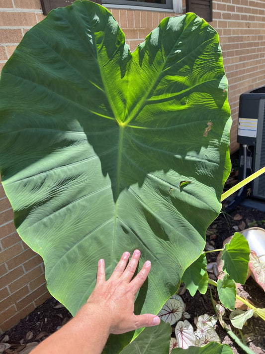 Colocasia Mini Elephant Ear Bulb - Easy to Grow Tropical Plant - Colocasia Alocasia Taro Rhizome - Blue Buddha Farm