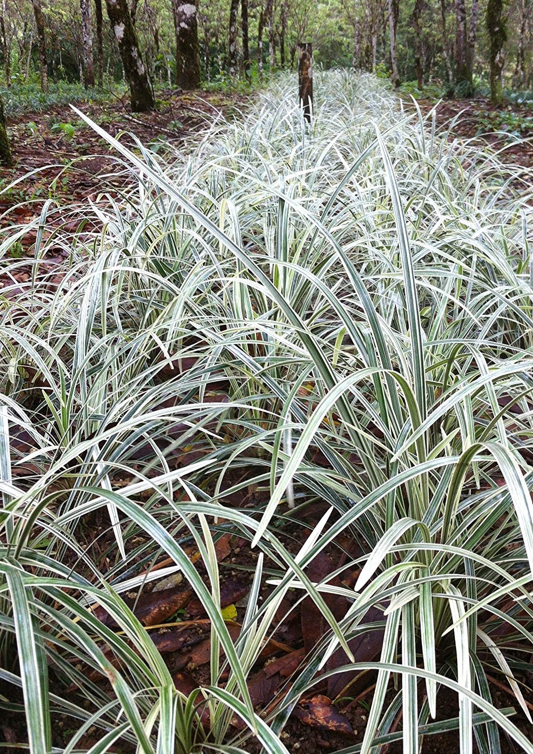 Aztec Grass - 20 Live Plants - Variegated Liriope - Ophiopogon Intermedius Argenteomarginatus