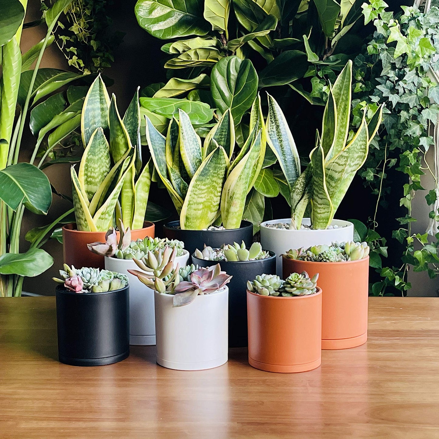 D'vine Dev 4 Inch 5 Inch 6 Inch, Set of 3 Plastic Planter Pots for Plants with Drainage Hole and Seamless Saucers, Terracotta Color, Small, 74-V-C-1