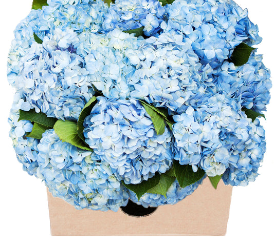 KaBloom - 15 Blue Hydrangeas (Farm-Fresh, Naturally Colored, Premium Quality - Fresh Flowers for Birthday, Valentine's & Mother's Day