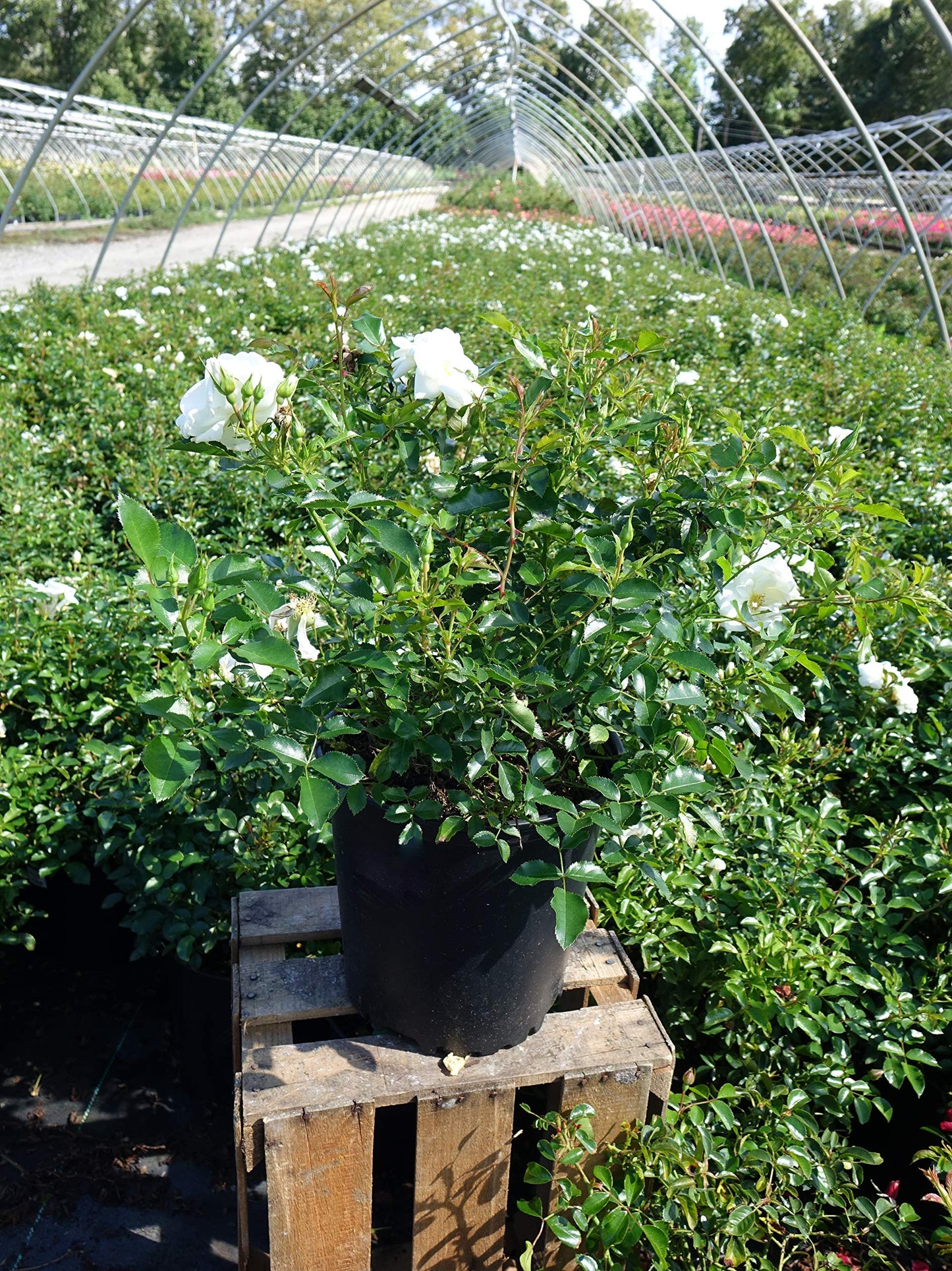 Flower Carpet Roses - Rosa White (Rose) Rose, double white flowers, #2 - Size Container
