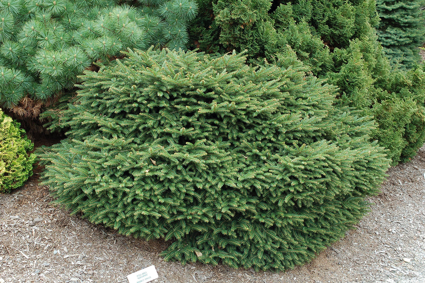 Picea abies 'Nidiformis' (Birds Nest Spruce) Evergreen, #3 - Size Container