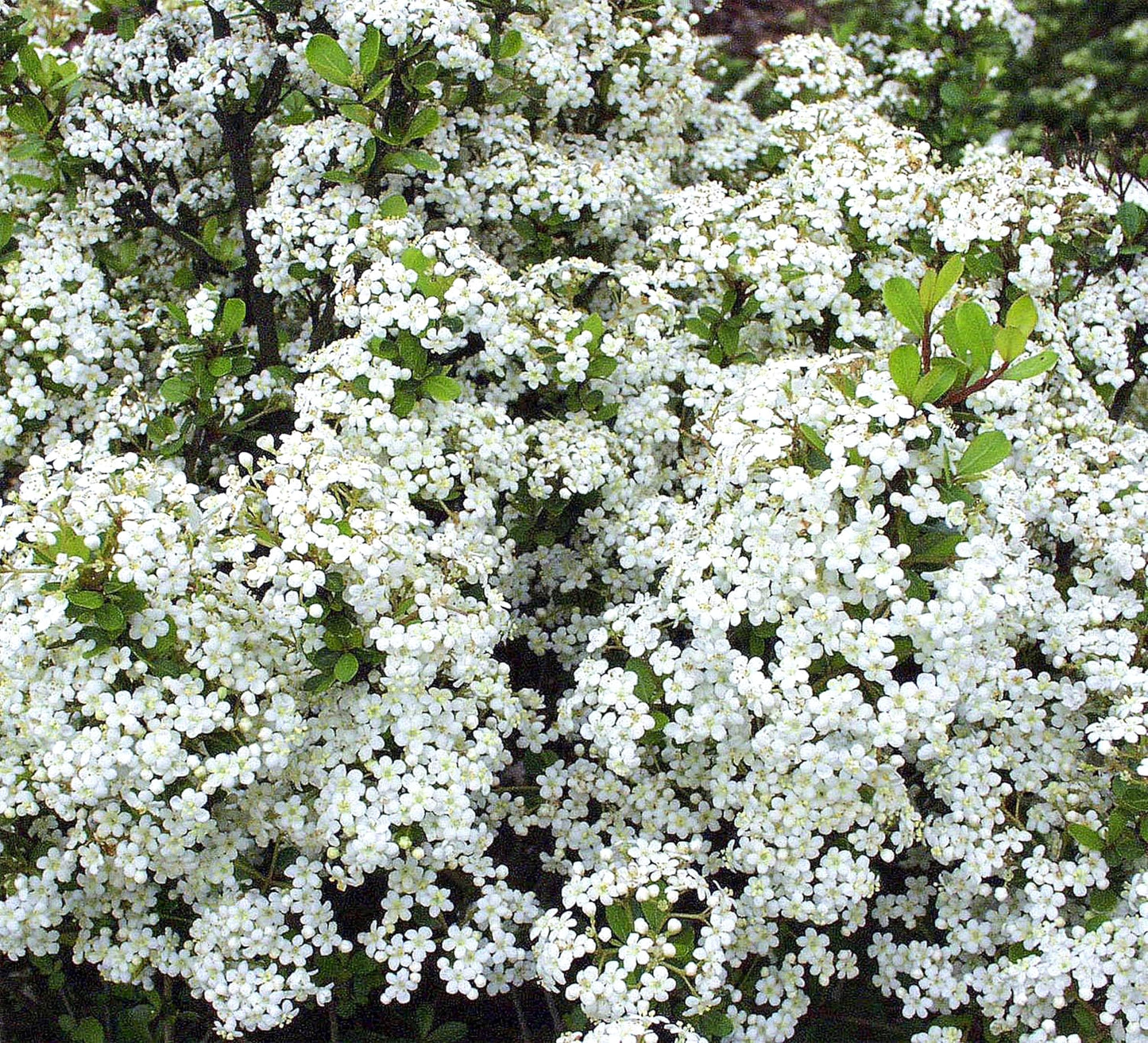 Viburnum Densa | 1 Extra Large Trade 3 Gallon Plant | Viburnum Obovatum 'Densa' | Live Compact Evergreen Shrub | Low-Maintenance Privacy Plants for Landscaping