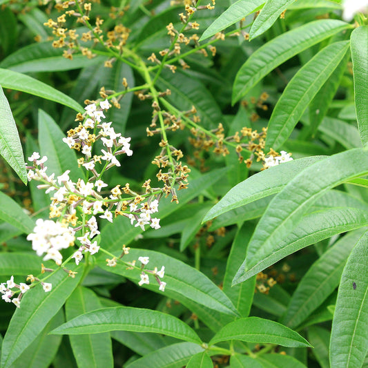 Easy to Grow Aloysia Lemon Verbena 1 Potted Plant - Rooted & Established in a Quart Pot, Herb Shrub Fragrant Foliage & White Flowers in Summer